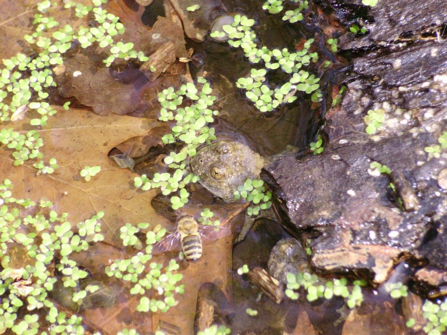 Tipologie di habitat dell''ululone nella collina atesina